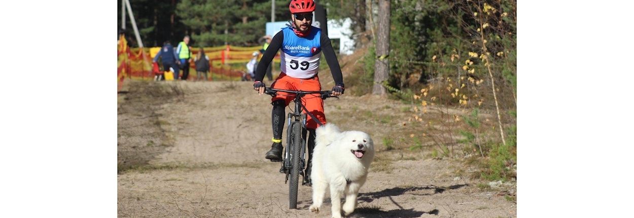 Ny hundekjører: Minikurs i trekktrening med hund - Jæren